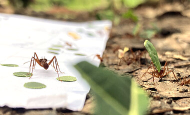 Mit fünf Millimeter großen Scheiben aus echten Blättern von fünf verschiedenen Baumarten hat das Forschungsteam untersucht, welche Arten die Ameisen bevorzugen. 