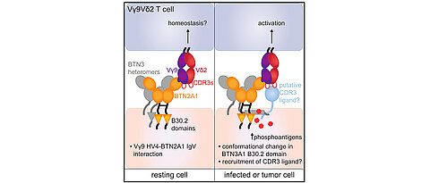 Diese Abbildung aus der aktuellen Ausgabe von Immunity (März 2020) zeigt die Funktionsweise der besonderen T-Zellen: Links bei einer gesunden Zelle, rechts bei einer Tumorzelle, die durch die Anwesenheit von Phosphoantigene bekämpft wird.