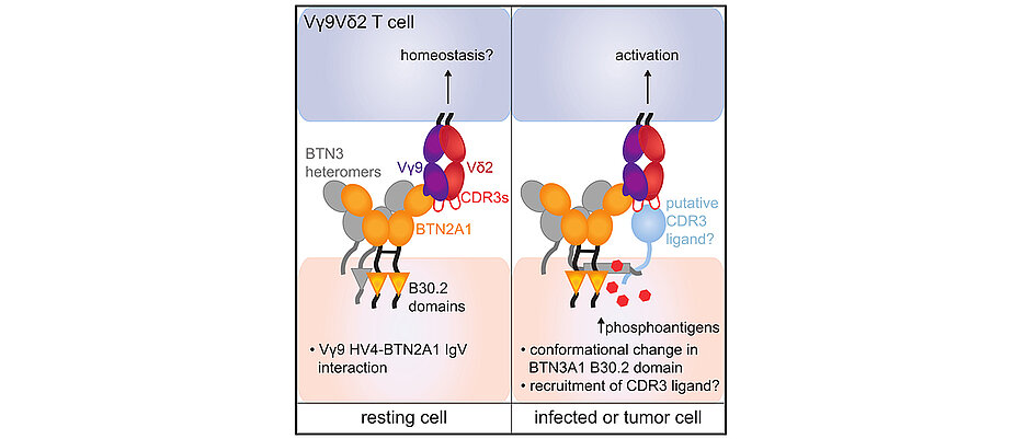 Diese Abbildung aus der aktuellen Ausgabe von Immunity (März 2020) zeigt die Funktionsweise der besonderen T-Zellen: Links bei einer gesunden Zelle, rechts bei einer Tumorzelle, die durch die Anwesenheit von Phosphoantigene bekämpft wird.