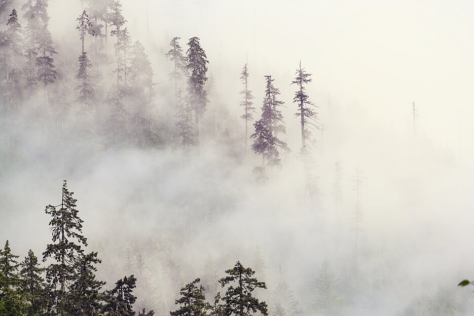 Magic misty forest