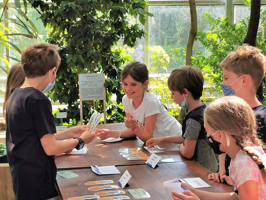 Schüler:innen einer Grundschule schlüpften an der Ananas-Station u.a. in die Rolle von Ananas-Bauern und -Bäuerinnen, Supermarkt-Vertreter:innen und Kund:innen, um nachvollziehen zu können wie die Preise der Ananas in unseren Supermärkten zustande kommen und wodurch sie beeinflusst werden können. Das Foto zeigt einige Schüler:innen beim Rollenspiel an der Ananas-Station im Nutzpflanzengewächshaus des Botanischen Gartens. (Foto: Anna Dävel)