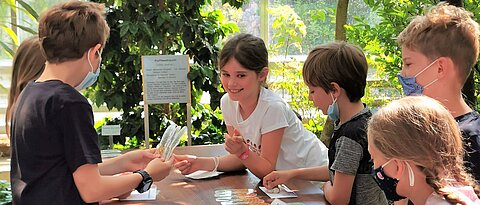 Schüler:innen einer Grundschule schlüpften an der Ananas-Station u.a. in die Rolle von Ananas-Bauern und -Bäuerinnen, Supermarkt-Vertreter:innen und Kund:innen, um nachvollziehen zu können wie die Preise der Ananas in unseren Supermärkten zustande kommen und wodurch sie beeinflusst werden können. Das Foto zeigt einige Schüler:innen beim Rollenspiel an der Ananas-Station im Nutzpflanzengewächshaus des Botanischen Gartens. (Foto: Anna Dävel)