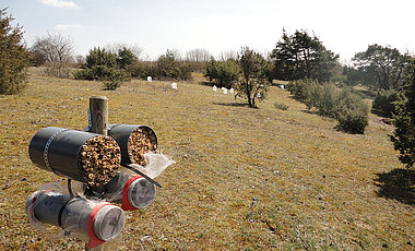 Auf Kalkmagerrasen wie hier zu sehen haben die Wissenschaftlerinnen ihre Untersuchungen durchgeführt. Der Holzpfosten enthält Schlupfdosen samt Bienenkokons und Nisthilfen.