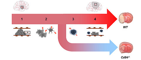 Der Rezeptor CD84, der auf Thrombozyten und Entzündungszellen vorliegt, spielt eine große Rolle beim Infarktwachstum im Schlaganfall.1) Ein Blutgerinnsel führt zum Gefäßverschluss und wird entfernt, um die Blutversorgung wiederherzustellen. 2) Im minderversorgtem Gewebe spalten Thrombozyten (grau) den Rezeptor CD84 (rot) ab, woraufhin lösliches CD84 entsteht. 3) Lösliches CD84 bindet an CD84 auf T-Zellen (blau) und erhöht die Beweglichkeit der Entzündungszellen. 4) Dadurch kommt es in den betroffenen Gehirnarealen zur Thrombo-Inflammation, also zum schädlichen Zusammenspiel von Thrombozyten und Entzündungszellen, was das Infarktwachstum zur Folge hat, obwohl die Blutversorgung wiederhergestellt wurde. In wildtypischen (WT) Kontrolltieren ist daher ein großer Infarkt (weiße, umrahmte Region in der ansonsten roten Gehirnscheibe) zu sehen. In Tieren ohne CD84 ist die Thrombo-Inflammation reduziert, weshalb diese Tiere kleinere Infarkte entwickeln.
