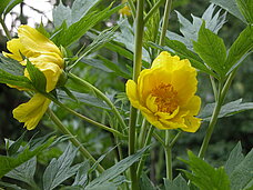 Paeonia ludlowii