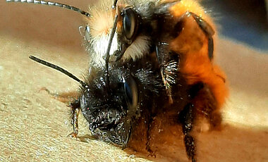 Die pestizidbelasteten Männchen vibrierten weniger mit ihrem Brustmuskel und hatten eine andere Geruchszusammensetzung als unbelastete Männchen.