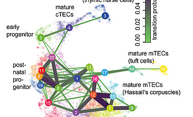 Eine mit Hilfe der Einzelzell-mRNA-Sequenzierung erstellte „Karte“ der Zelltypen im Thymus erlaubt die Unterscheidung von Zelltypen und die Ableitung ihrer Differenzierungspfade. 