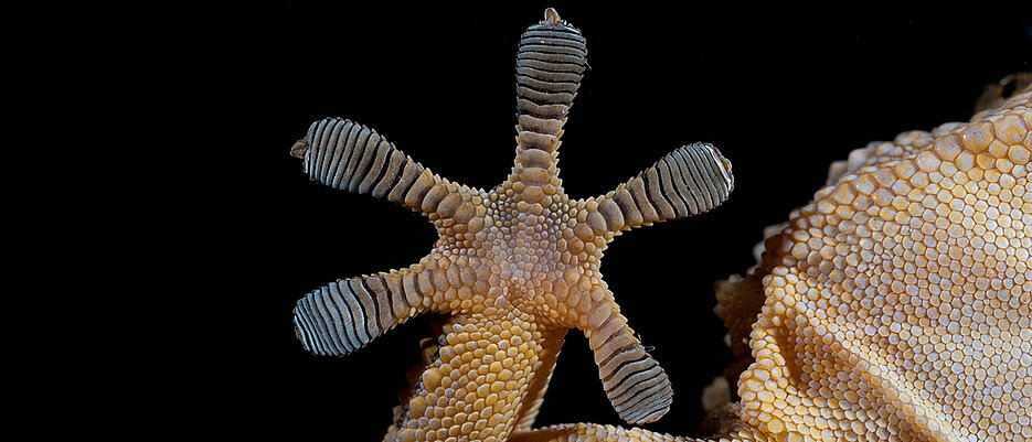 Ein Gecko-Fuß an einer Glasscheibe. Mit Hilfe Millionen winziger Härchen nutzen die kleinen Reptilien die van-der-Waals-Kräfte, um an glatten Wänden oder gar Decken zu haften. 