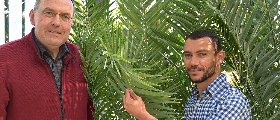Die Würzburger Biologen Markus Riederer (links) und Amauri Bueno fanden heraus, warum die Blätter der Dattelpalme selbst bei Temperaturen von über 50 Grad nicht vertrocknen.