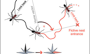 Schematische Zeichnung der Wege zum Nesteingang