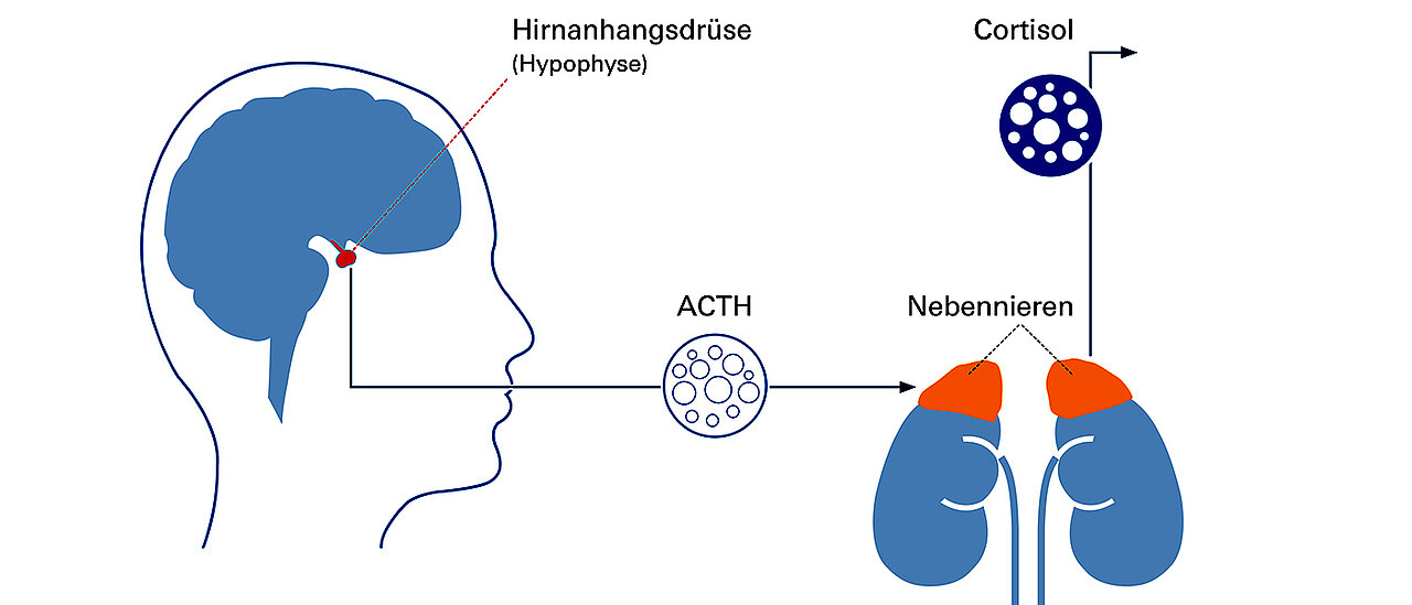 Cortisol Gesundheitstest