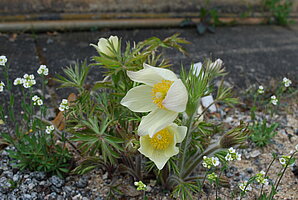 Anemone flavescens - Mongolei, Sibirien (Foto: BGW)