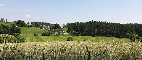 Wenn intensiv genutzte Flächen von naturnahen Strukturen umgeben sind, dienen diese Insekten als Rückzugsräume und tragen so dazu bei, die Artenvielfalt zu erhöhen. 