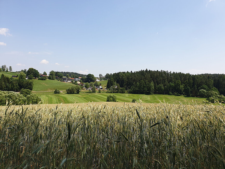 Wenn intensiv genutzte Flächen von naturnahen Strukturen umgeben sind, dienen diese Insekten als Rückzugsräume und tragen so dazu bei, die Artenvielfalt zu erhöhen. 