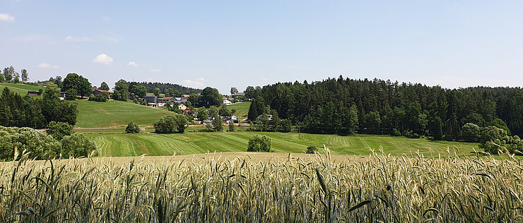 Wenn intensiv genutzte Flächen von naturnahen Strukturen umgeben sind, dienen diese Insekten als Rückzugsräume und tragen so dazu bei, die Artenvielfalt zu erhöhen. 