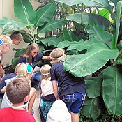 Eine Studentin zeigt Schüler:innen eine Bananenstaude im Nutzpflanzenhaus.