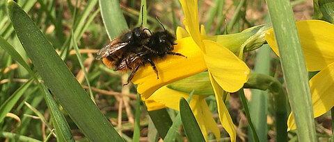 Ein Forschungsteam hat untersucht, ob Fungizide beim Paarungsverhalten der Mauerbiene (Osmia cornuta) eine Rolle spielen könnten.