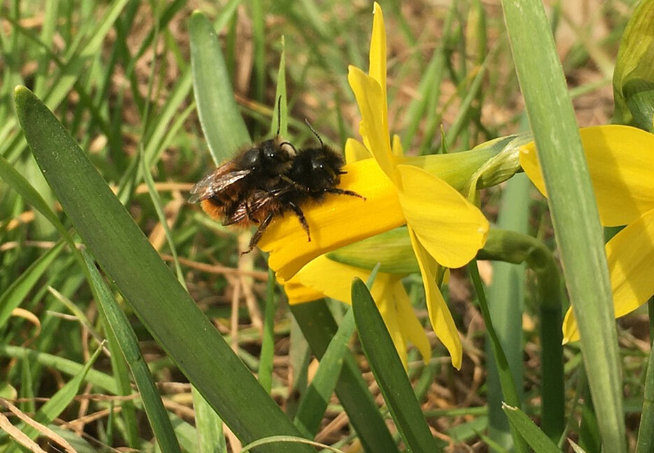 Ein Forschungsteam hat untersucht, ob Fungizide beim Paarungsverhalten der Mauerbiene (Osmia cornuta) eine Rolle spielen könnten.