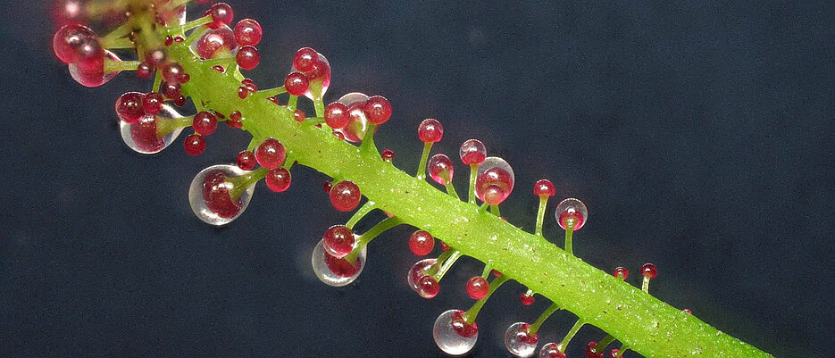 A carnivorous leaf of Triphyophyllum peltatum with glands excreting a sticky liquid to capture insect prey. 