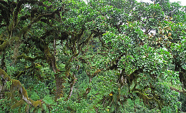 Rainforest on Mount Kilimanjaro