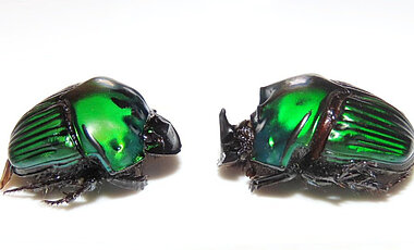 Vorwiegend in Südamerika zuhause: Der Dungkäfer Oxysternon conspicillatum aus der Familie der Blatthornkäfer ist eine der erhobenen Arten. 