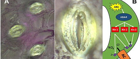Blattporen mit ihren charakteristischen bohnenförmigen Schließzellen (A). Rechts ist schematisch der Mechanismus gezeigt, mit dem Pflanzen bei Trockenheit die Poren schließen. (Bild: Dietmar Geiger)