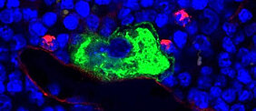 Confocal microscope image of intact murine bone marrow. Under normal conditions the mature megakaryocyte (green) attaches to the blood vessel (red) and releases new platelets into the blood stream. The cell nuclei are shown in blue. (Photo: AG Nieswandt)