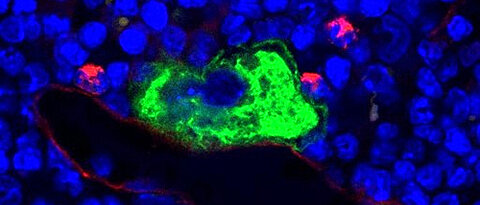Confocal microscope image of intact murine bone marrow. Under normal conditions the mature megakaryocyte (green) attaches to the blood vessel (red) and releases new platelets into the blood stream. The cell nuclei are shown in blue. (Photo: AG Nieswandt)