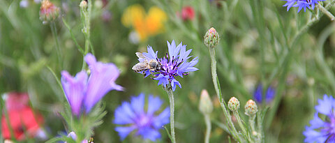 A honeybee on a cornflower