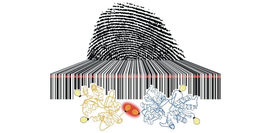 Die Photoschaltraten von Fluoreszenzfarbstoffen sind so einzigartig wie ein Fingerabdruck und auslesbar wie ein Barcode.