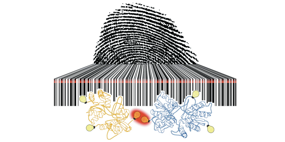 The photoswitching rates of fluorescent dyes are as unique as a fingerprint and as readable as a barcode.