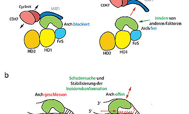 Beteiligung der Arch-Domäne am Helikase-Mechanismus. (a) Schematische Darstellung der Regulierung von XPD durch MAT1 in Transkription und NER. (b) Cartoon-Darstellung der möglichen XPD-Arch-Domänen-Dynamik, die mit der ATP-Hydrolyse zusammenhängt. Die dynamischen Bewegungen der XPD-Arch-Domäne ermöglichen die Trennung des DNA-Doppelstranges, damit die DNA von XPD auf mögliche Schäden geprüft werden kann.
