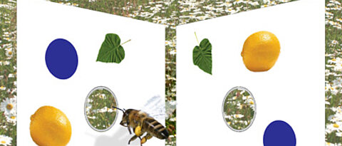 Drei Objekte auf der linken, vier auf der rechten Tafel: Honigbienen können die jeweilige Zahl auf einen Blick erfassen. Erst bei fünf und mehr Objekten gelingt ihnen das nicht mehr. Fotomontage: Mario Pahl, BEEgroup der Universität Würzburg