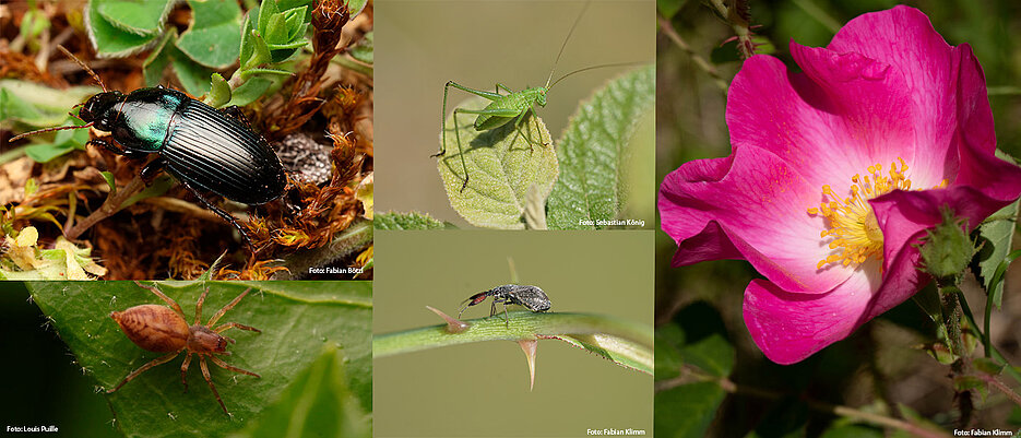Among the animal and plant species studied: carabids (top left), the sac spider (bottom left), common sickle grasshopper (top right), the rare vinegar-rose soft bug and the vinegar rose.