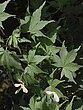 Acer palmatum Thunb