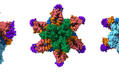 Modell des jetzt entschlüsselten Sekretionssystems des Mycobacterium smegmatis. Gut zu erkennen ist in seinem Zentrum die Pore. über die die Nanomaschine eine Vielzahl an spezialisierten Effektorproteinen ausscheiden kann.