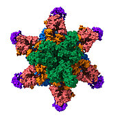 Model of the secretion system of Mycobacterium tuberculosis. At its centre, the pore is clearly visible. This enables the nanomachine to excrete a large number of specialised effector proteins.