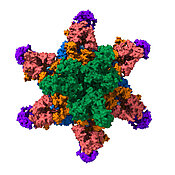 Modell des jetzt entschlüsselten Sekretionssystems des Mycobacterium smegmatis. Gut zu erkennen ist in seinem Zentrum die Pore. über die die Nanomaschine eine Vielzahl an spezialisierten Effektorproteinen ausscheiden kann.