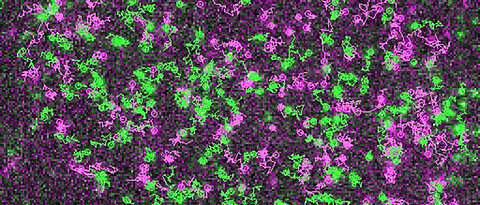 receptors (green) and G proteins (magenta) at the surface of a living cell