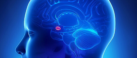 Dysfunctions in the brain region of the amygdala play a role in obsessive-compulsive disorders.