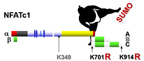 Two point mutations are responsible for the fact that arginine is found in the NFATc1 protein instead of the amino acid lysine. This exchange prevents sumoylation and makes the affected T cells less aggressive. 