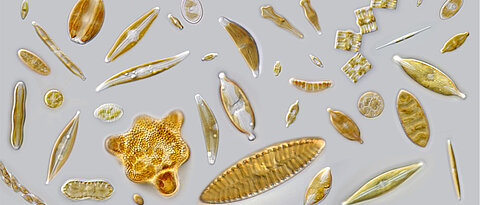 Ein wichtiger Bestandteil des Phytoplanktons: Kieselalgen oder Diatomeen. 