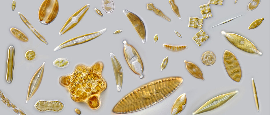 Ein wichtiger Bestandteil des Phytoplanktons: Kieselalgen oder Diatomeen. 