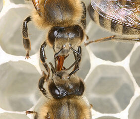 Per Mund-zu-Mund-Fütterung versorgt eine Tankstellenbiene (unten) eine Heizerin mit Honig. Foto: Helga R. Heilmann