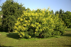 Koelreuteria paniculata