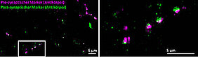 Synapses of brain cells made visible using conventional fluorescence tagging based on antibodies: The pre-synapses (red) and the post-synapses (green) appear slightly out of focus; the synaptic cleft is not fully resolved.