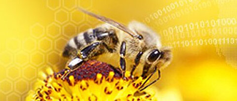 HOBOS bietet Schülern weltweit die Möglichkeit, das Leben der Biene zu erforschen. Dafür wurde das Projekt jetzt erneut ausgezeichnet.