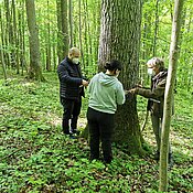 Auf dem Foto messen Studierende im Wald den Brusthöhendurchmesser einer alten Eiche, um ihr Holzvolumen und den Kohlenstoffgehalt darin bestimmen zu können.