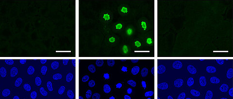 Zellen teilen sich nach der Aktivierung von YAP (grüne Färbung) – aber nur, wenn der MMB-Proteinkomplex intakt ist. Bild: AG Gaubatz
