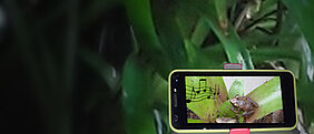 Pfeiffrosch auf Smartphonebildschirm, im Hintergrund verschwommene Bromelien